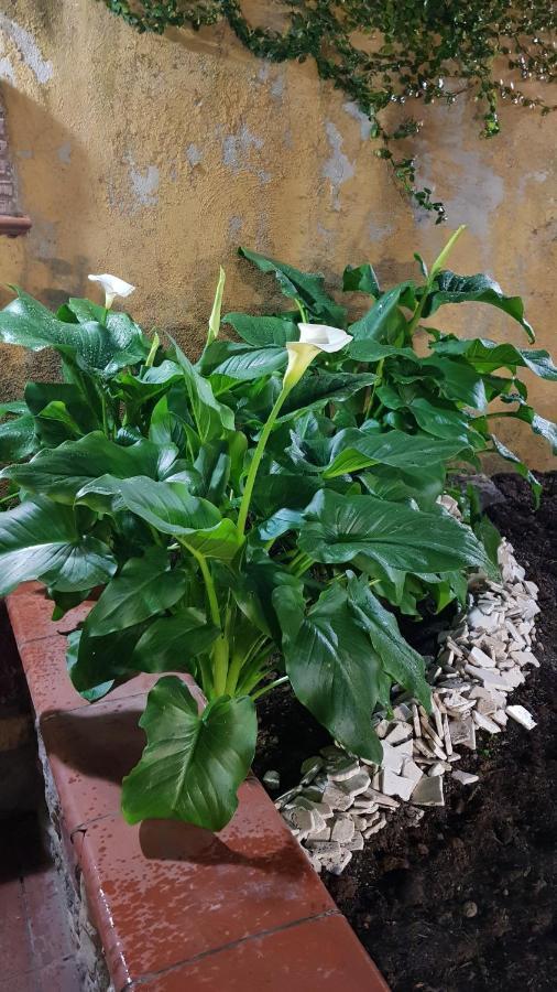 Il Giardino Sul Corso Lejlighed Scafati Eksteriør billede