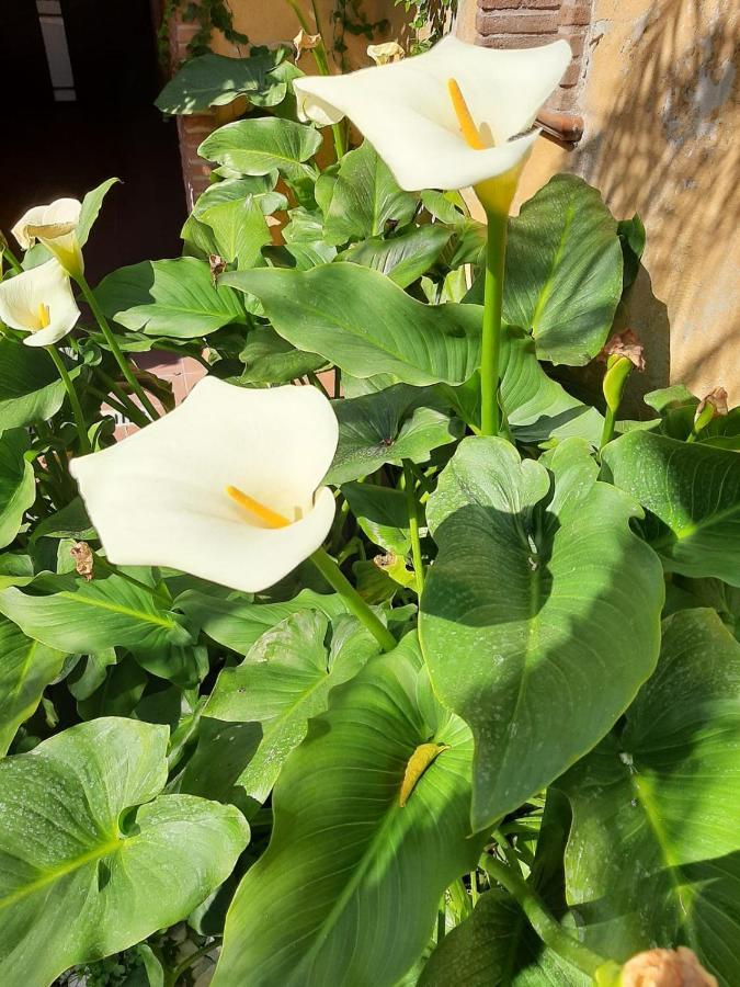 Il Giardino Sul Corso Lejlighed Scafati Eksteriør billede